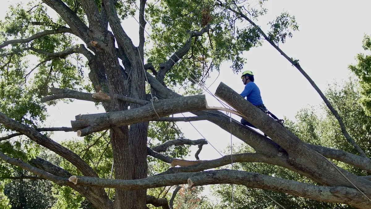 Professional Hazardous Tree Removal performed by certified arborists in Wood