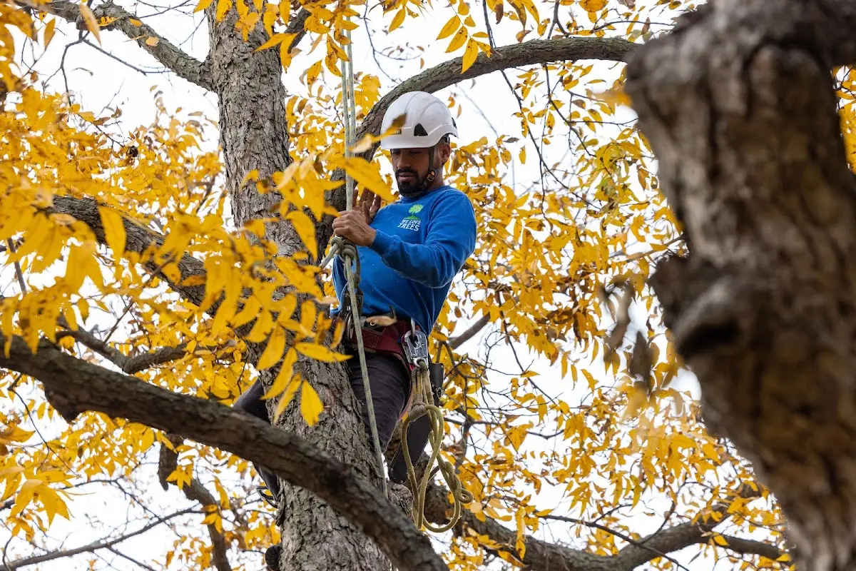 Skilled Tree Pruning crew working in Wood